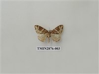 藏品(尺蛾604)的圖片